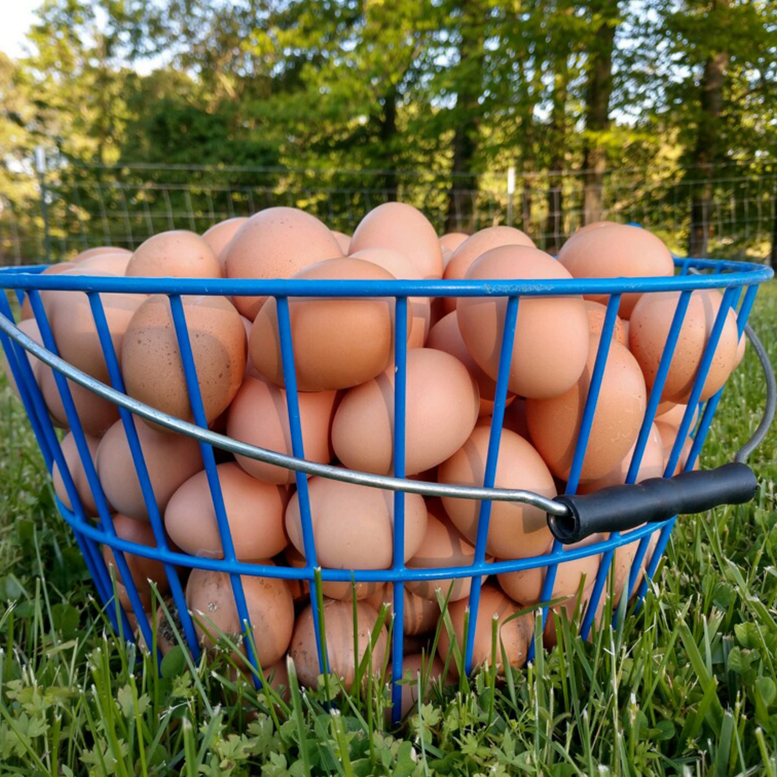 Suttler Post Farm Farm Fresh Eggs